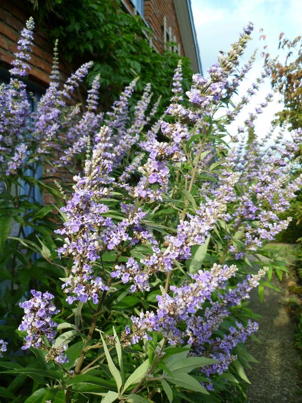 Vitex agnus-castus �Longifolius�in a private garden.